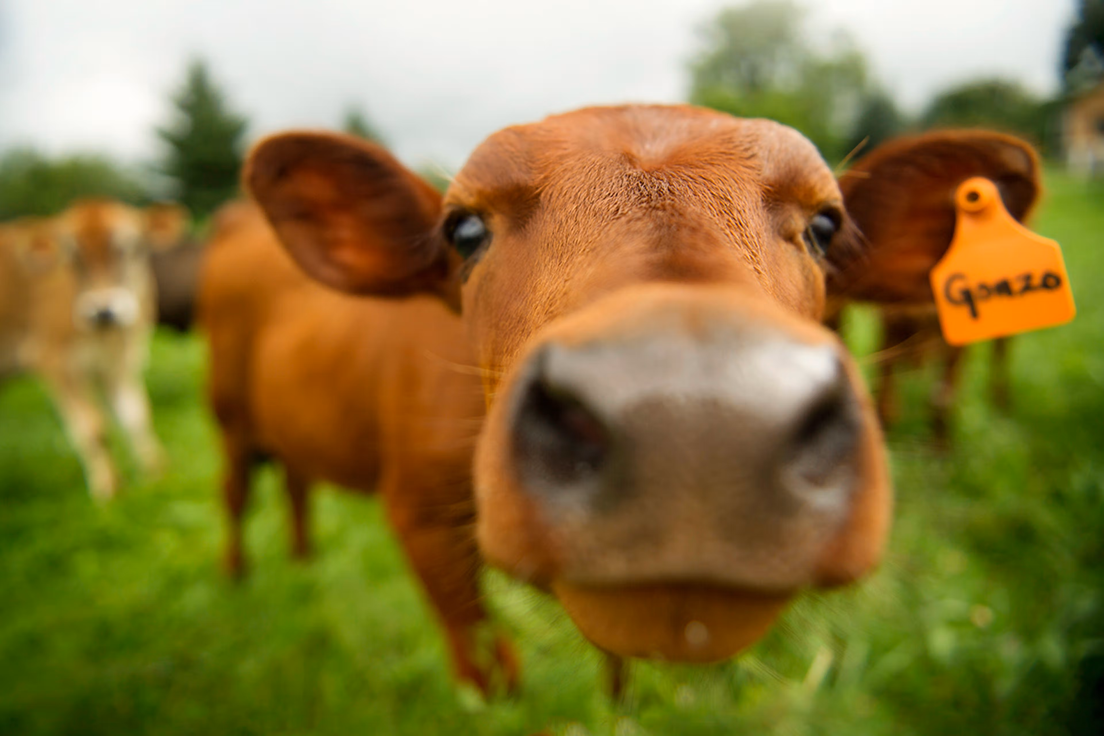 happy cow